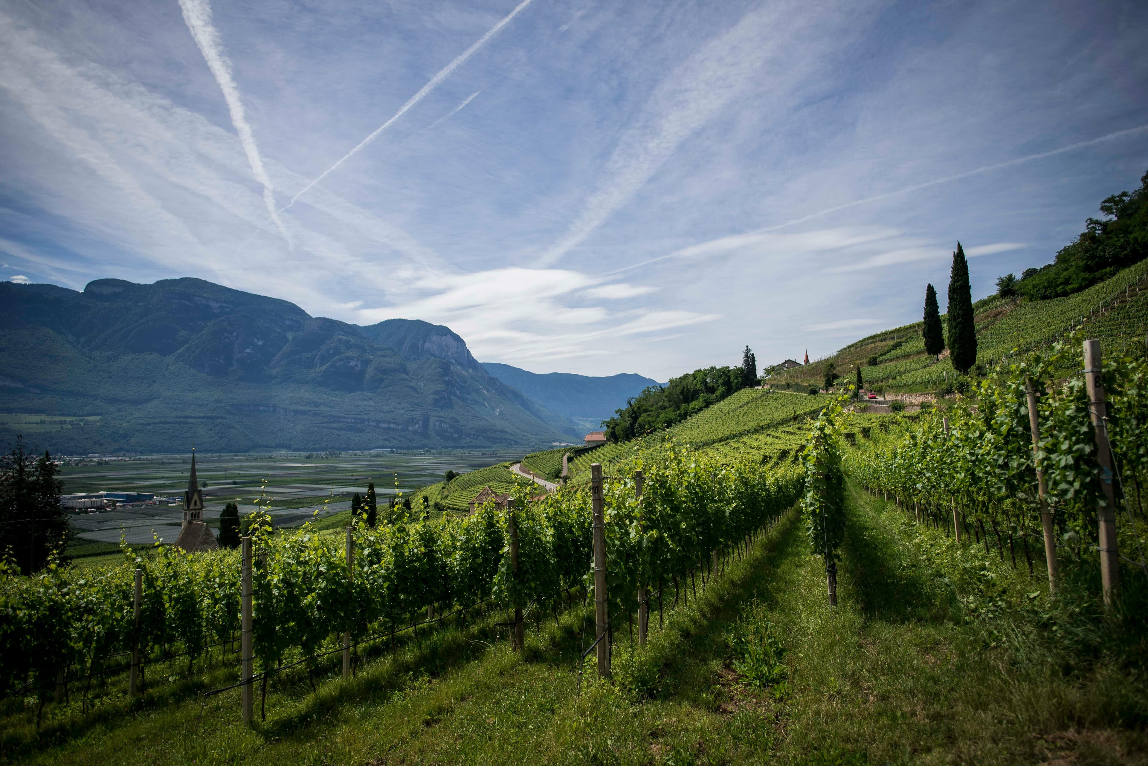 Rows of vines running up a mountain valley