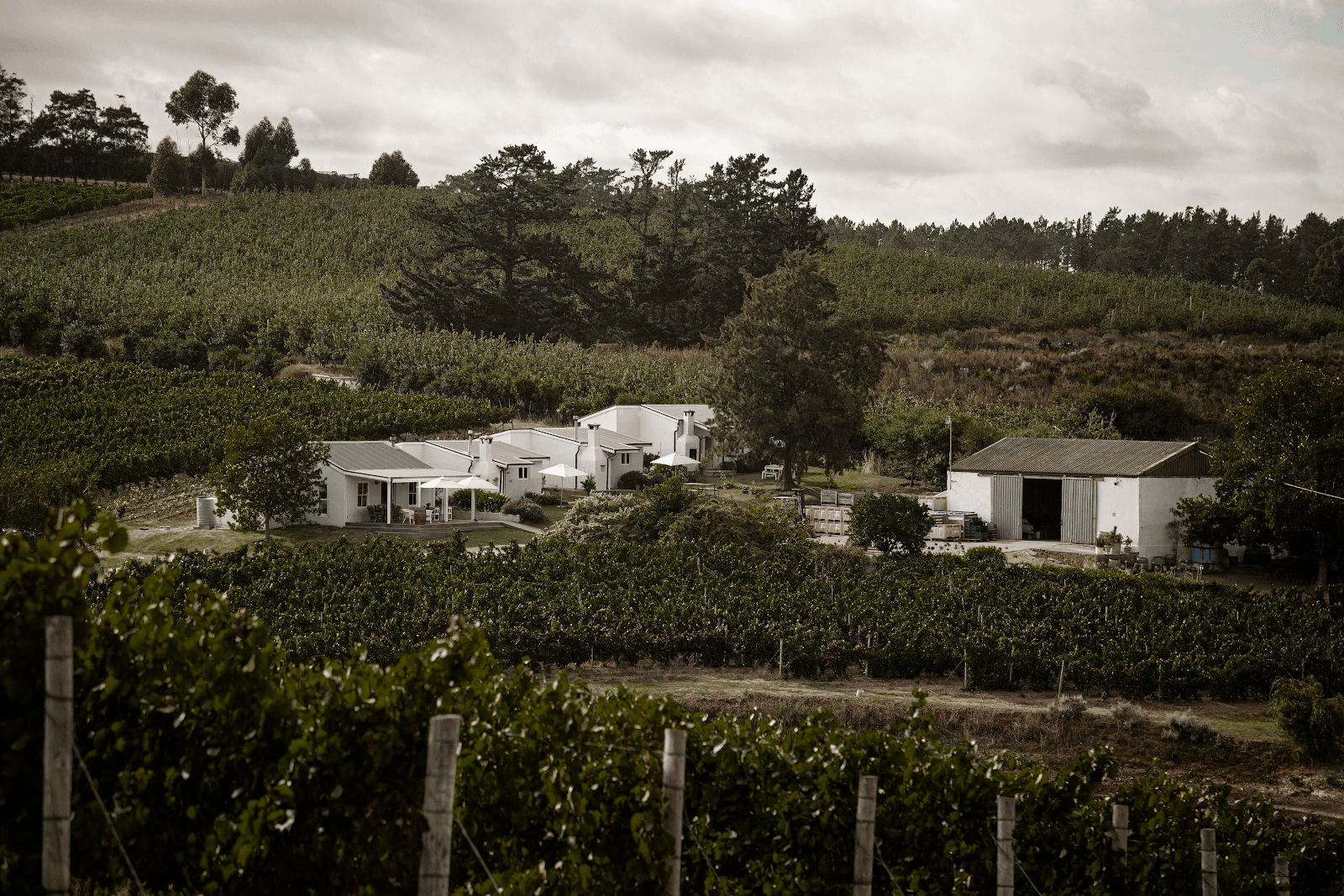 Paul Wallace Wines, Elgin, Western Cape