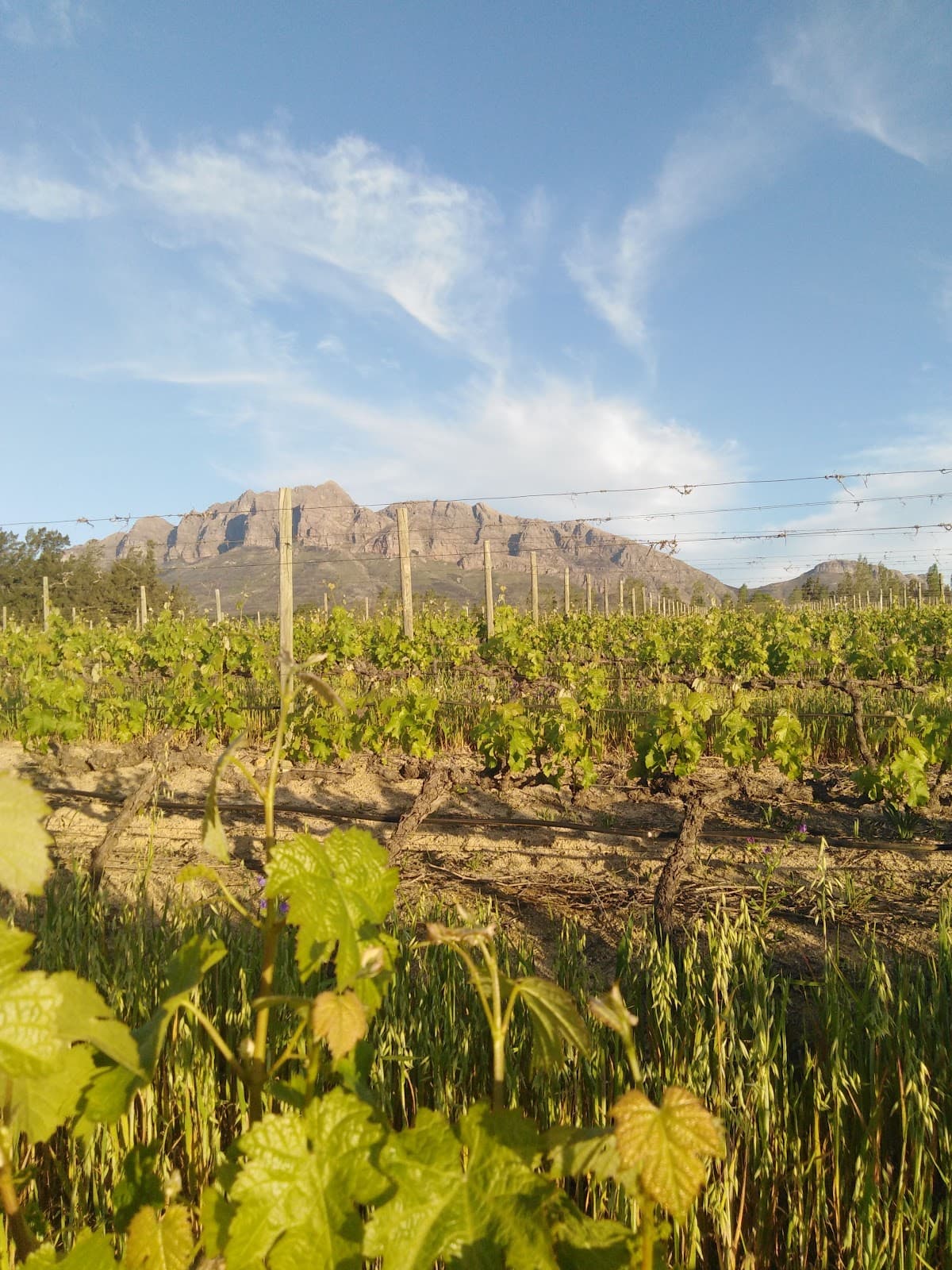 Mont du Toit Kelder, Wellington, Western Cape