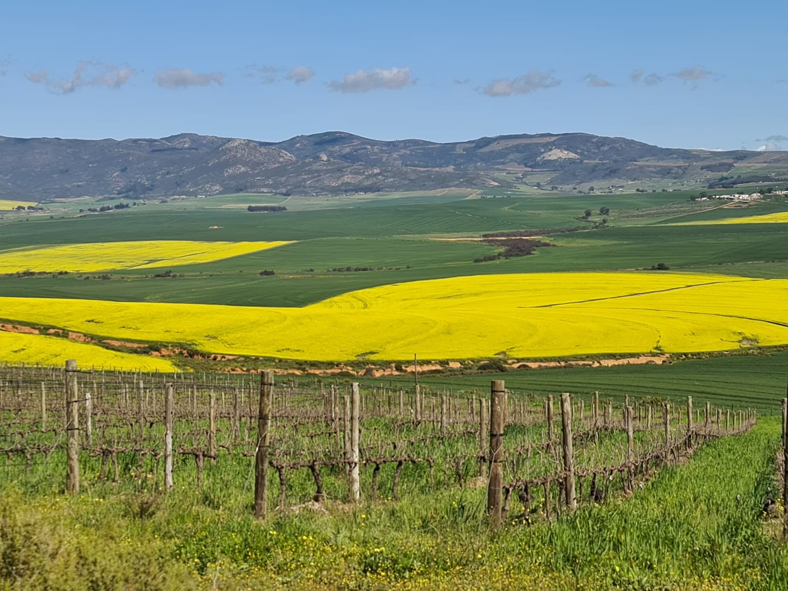 Porseleinberg, Riebeek Kasteel, Western Cape