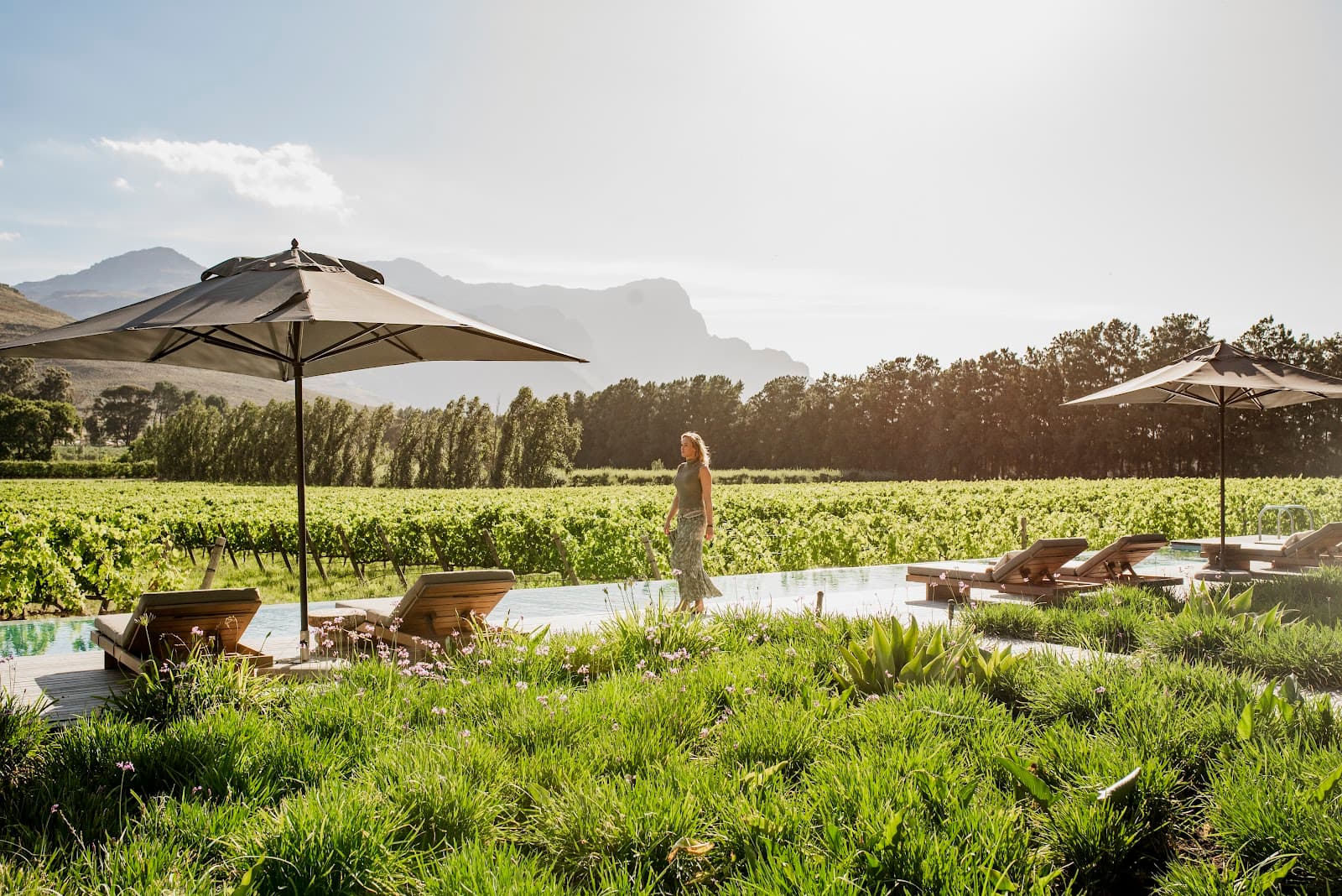 Maison Estate, Franschhoek, Western Cape