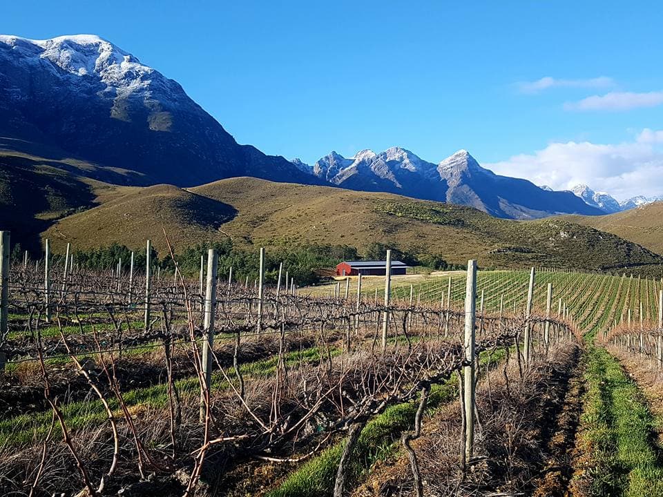 Lismore Estate Vineyards, Greyton, Western Cape