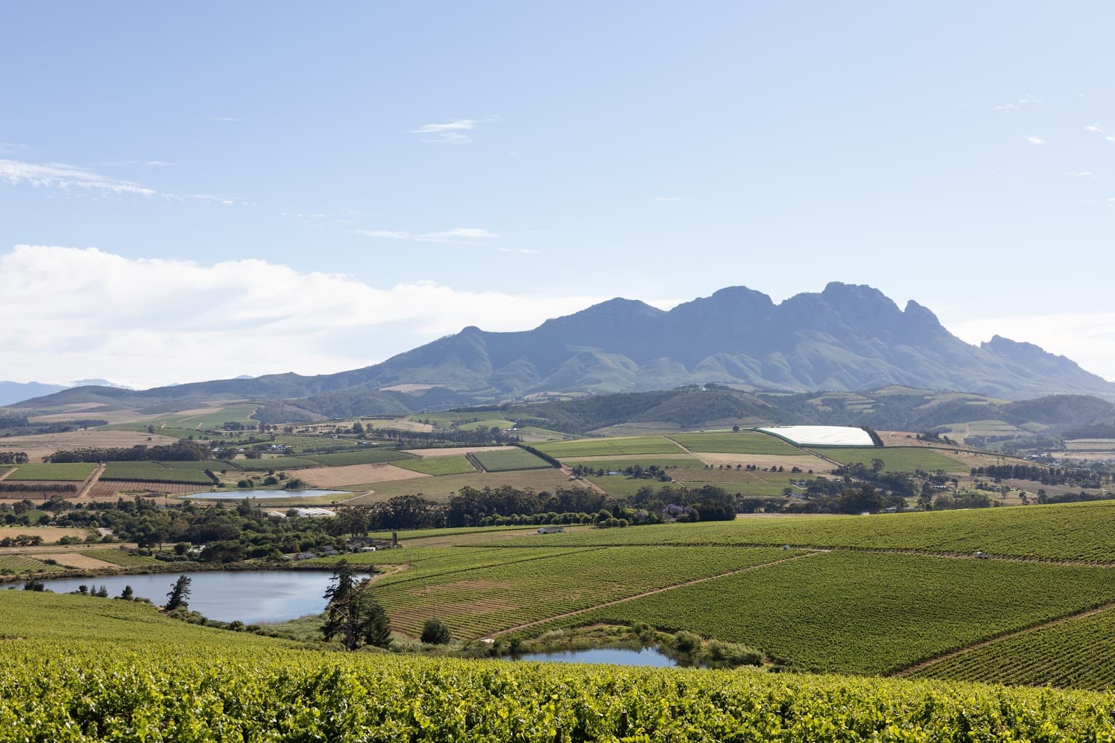 Simonsig Family Vineyards, Stellenbosch, Western Cape