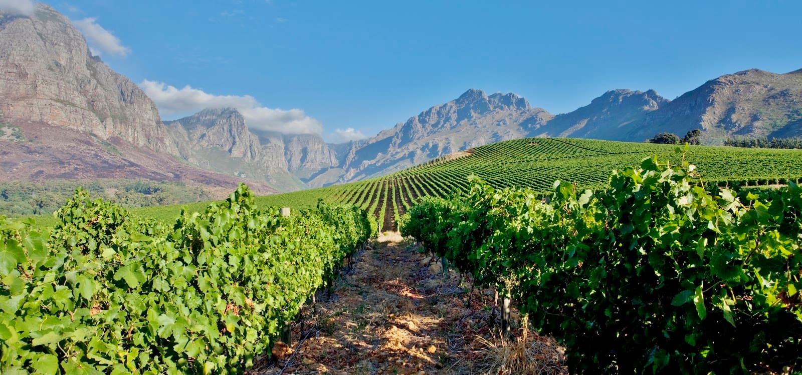 Oldenburg Vineyards, Stellenbosch, Western Cape