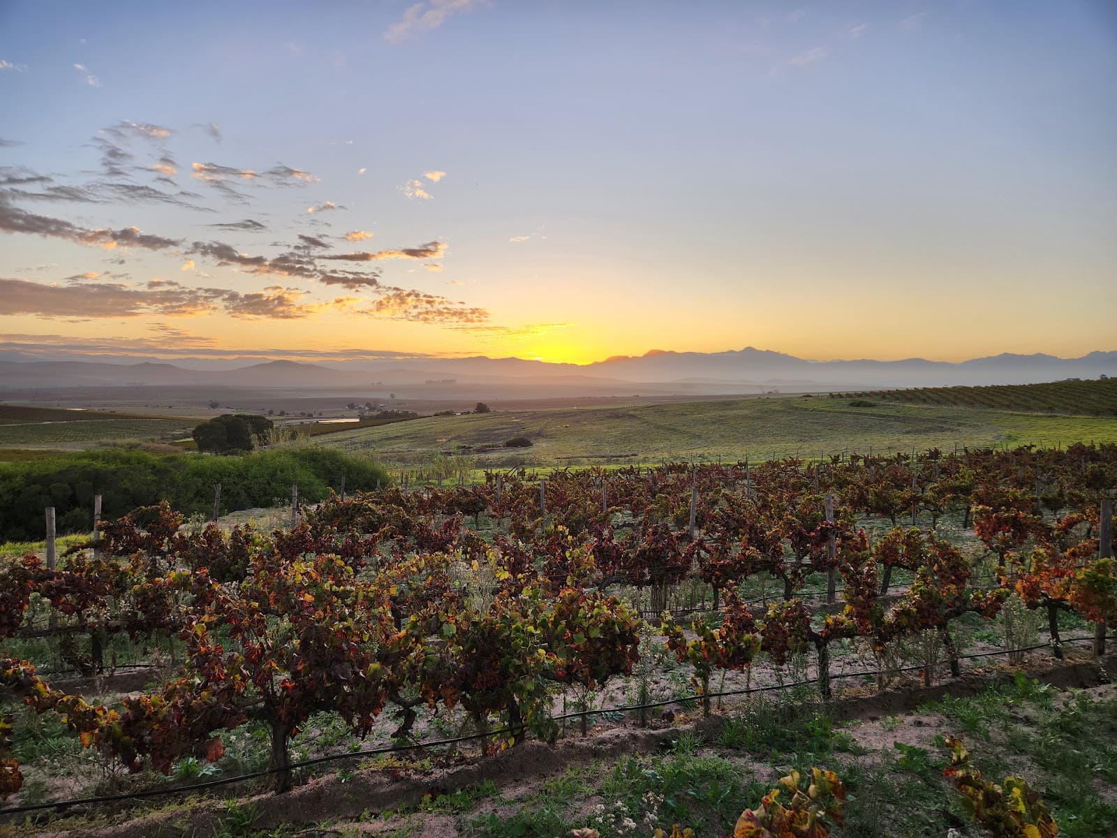 Lammershoek Farms & Winery, Malmesbury, Western Cape