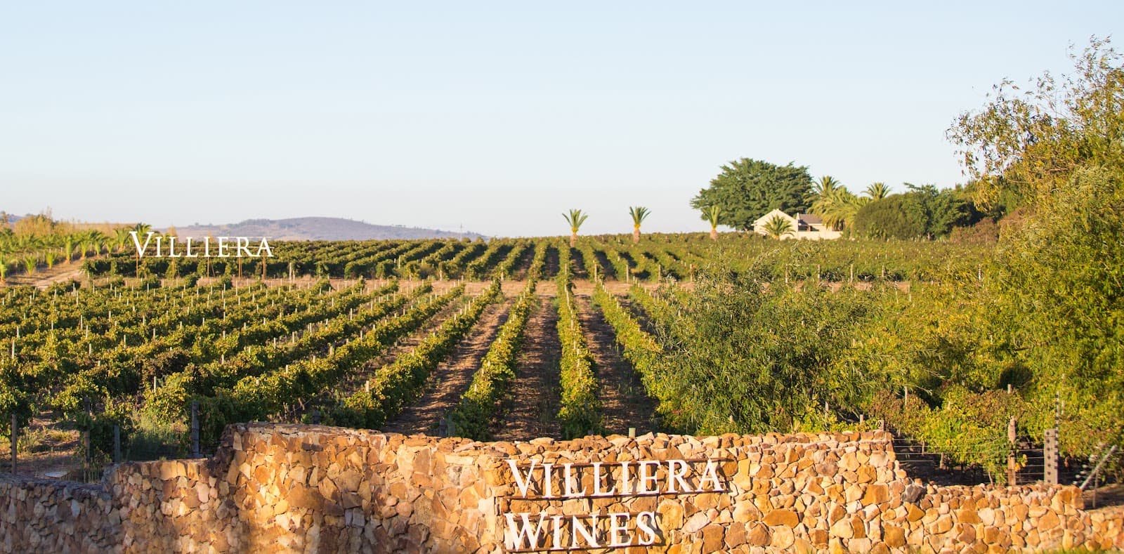Villiera Wines, Stellenbosch, Western Cape