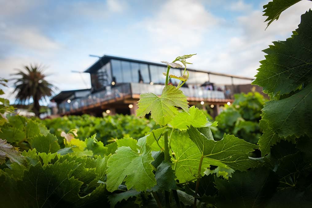 Jakkalsvlei Private Cellar, Garden Route, Western Cape