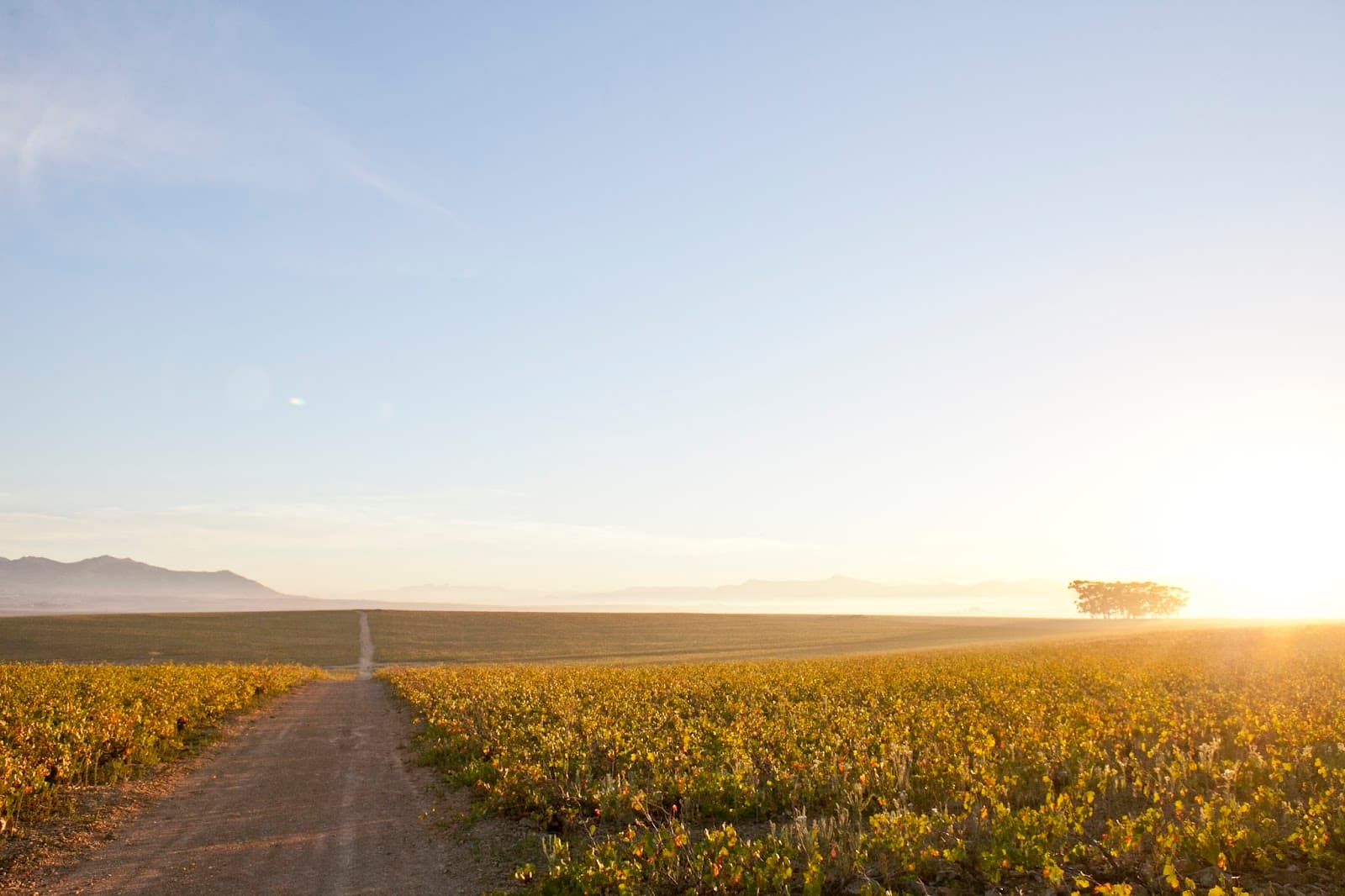 Leeuwenkuil Family Vineyards, Paarl, Western Cape