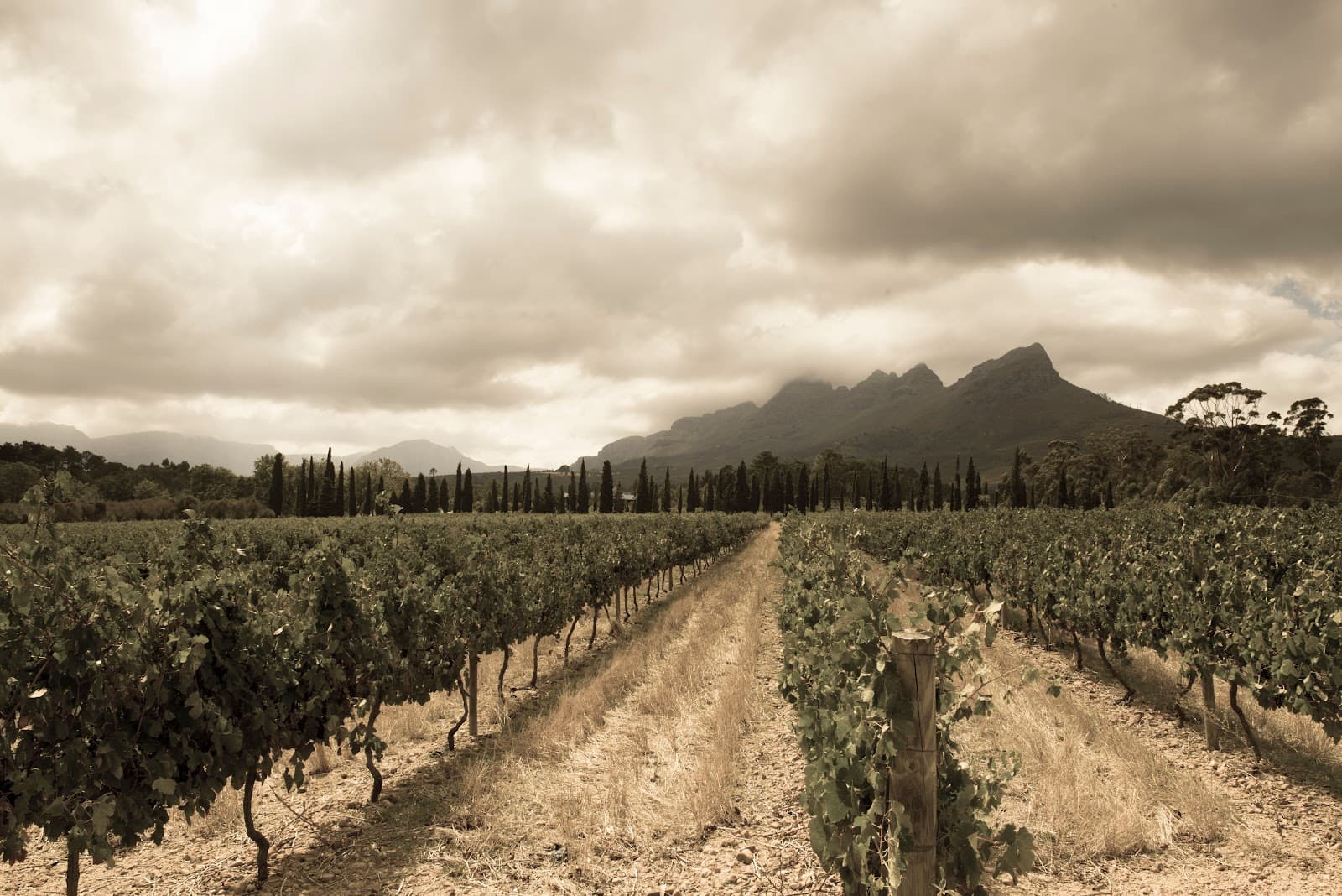 Metzer & Holfeld Family Wines, Stellenbosch, Western Cape