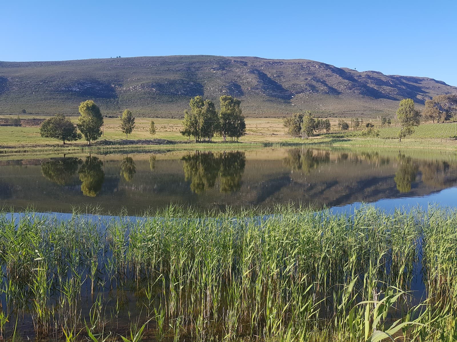 The Goose Wines, Garden Route, Western Cape