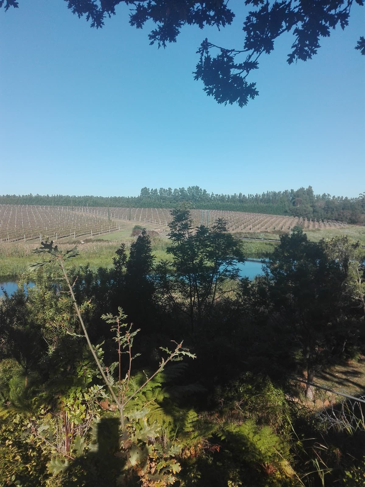 Shannon Vineyards, Elgin, Western Cape