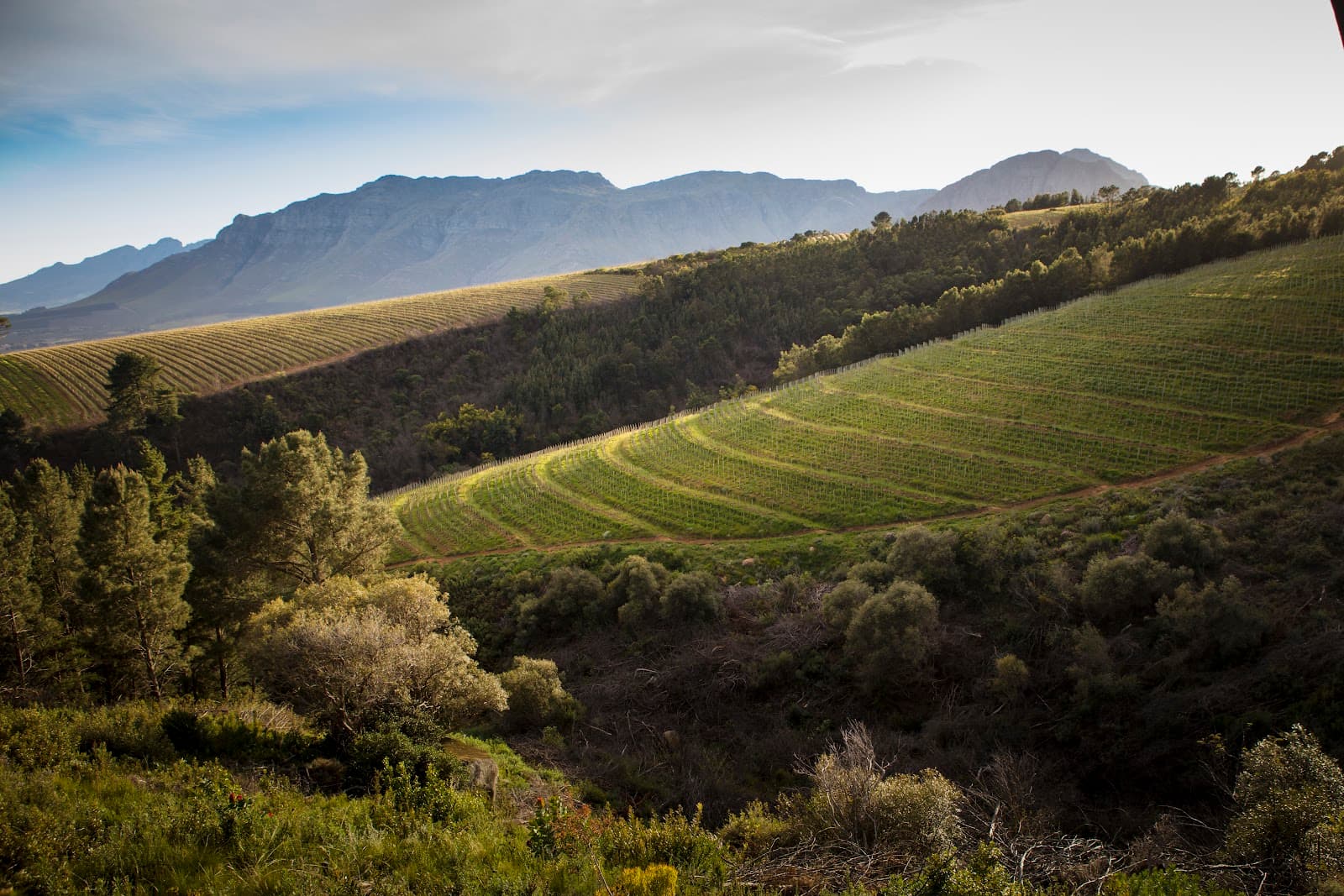 Uva Mira Mountain Vineyards, Stellenbosch, Western Cape
