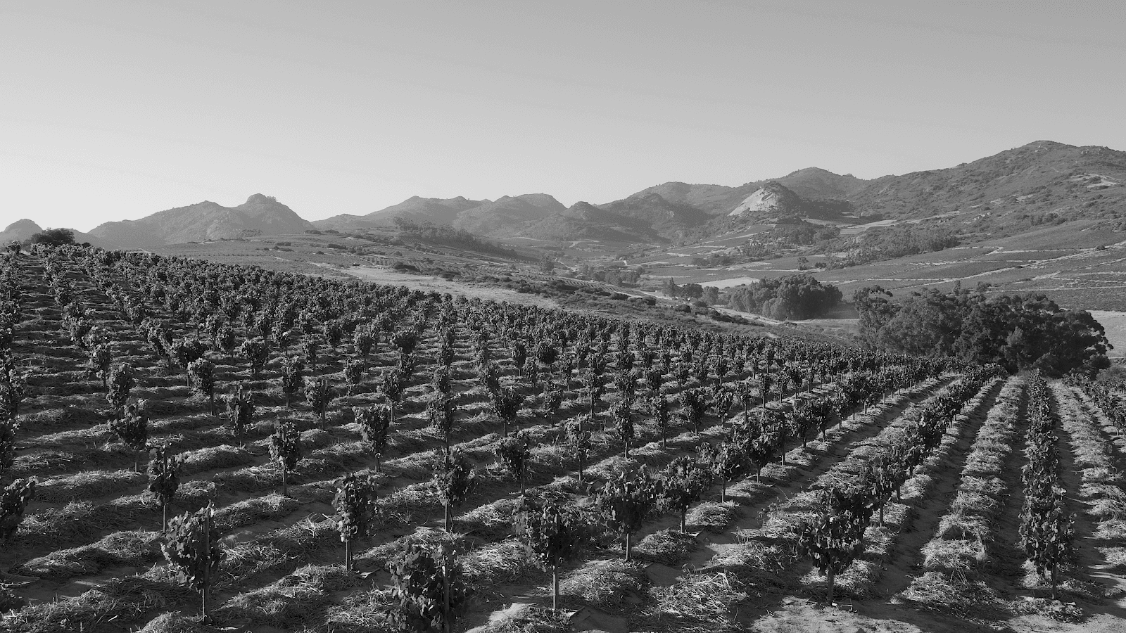 Sadie Family Wines, Malmesbury, Western Cape