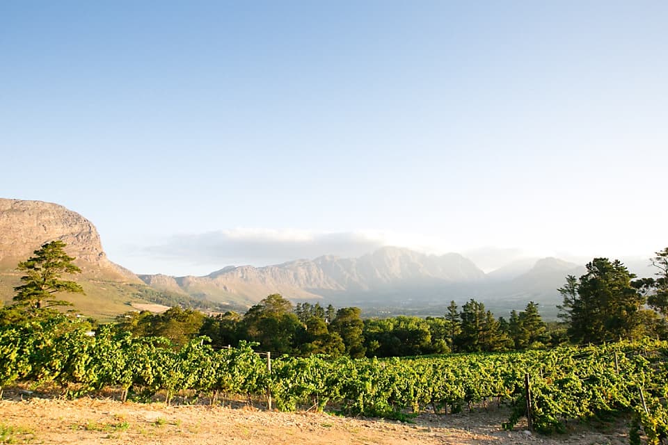 Dieu Donné Vineyards, Franschhoek, Western Cape