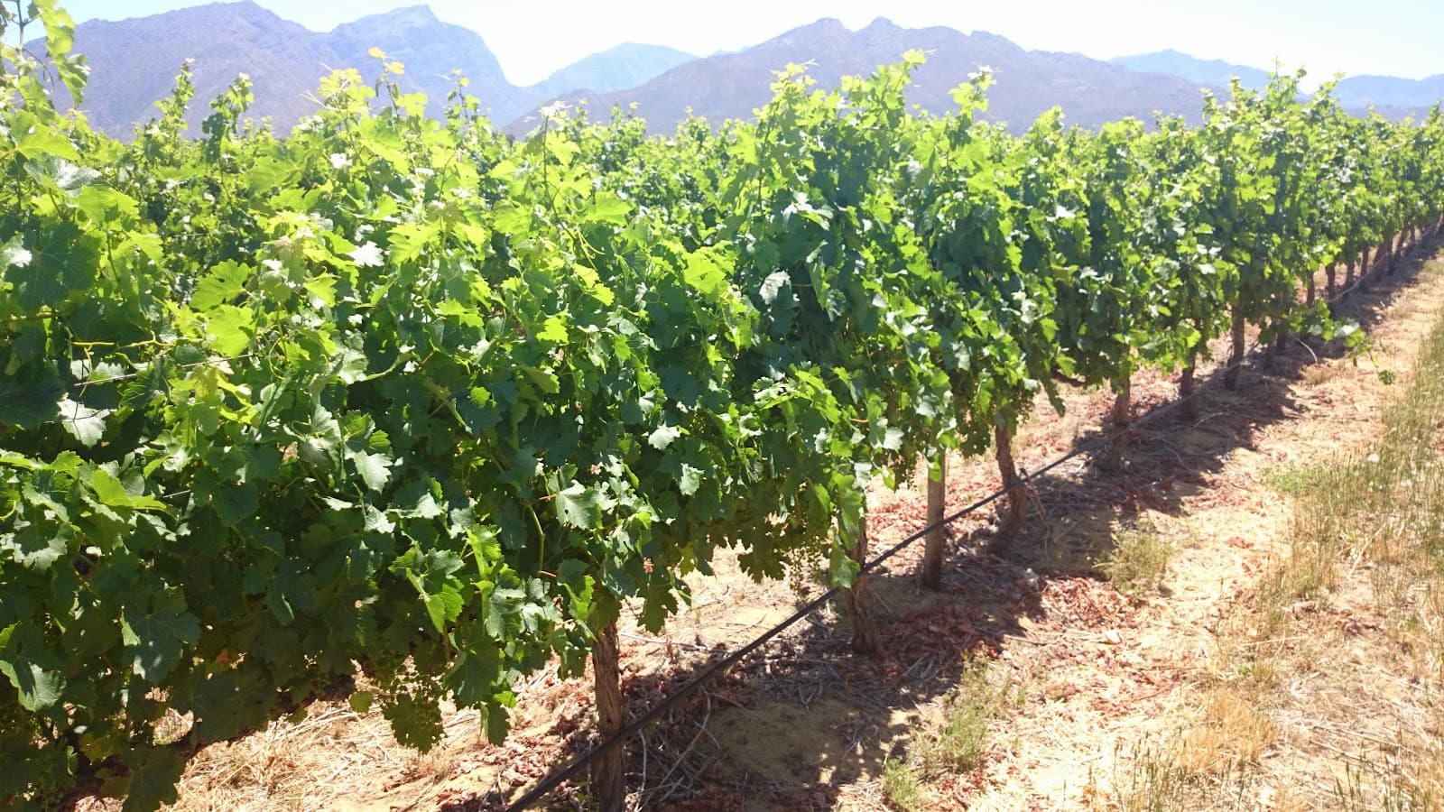 uniWines, Rawsonville, Western Cape