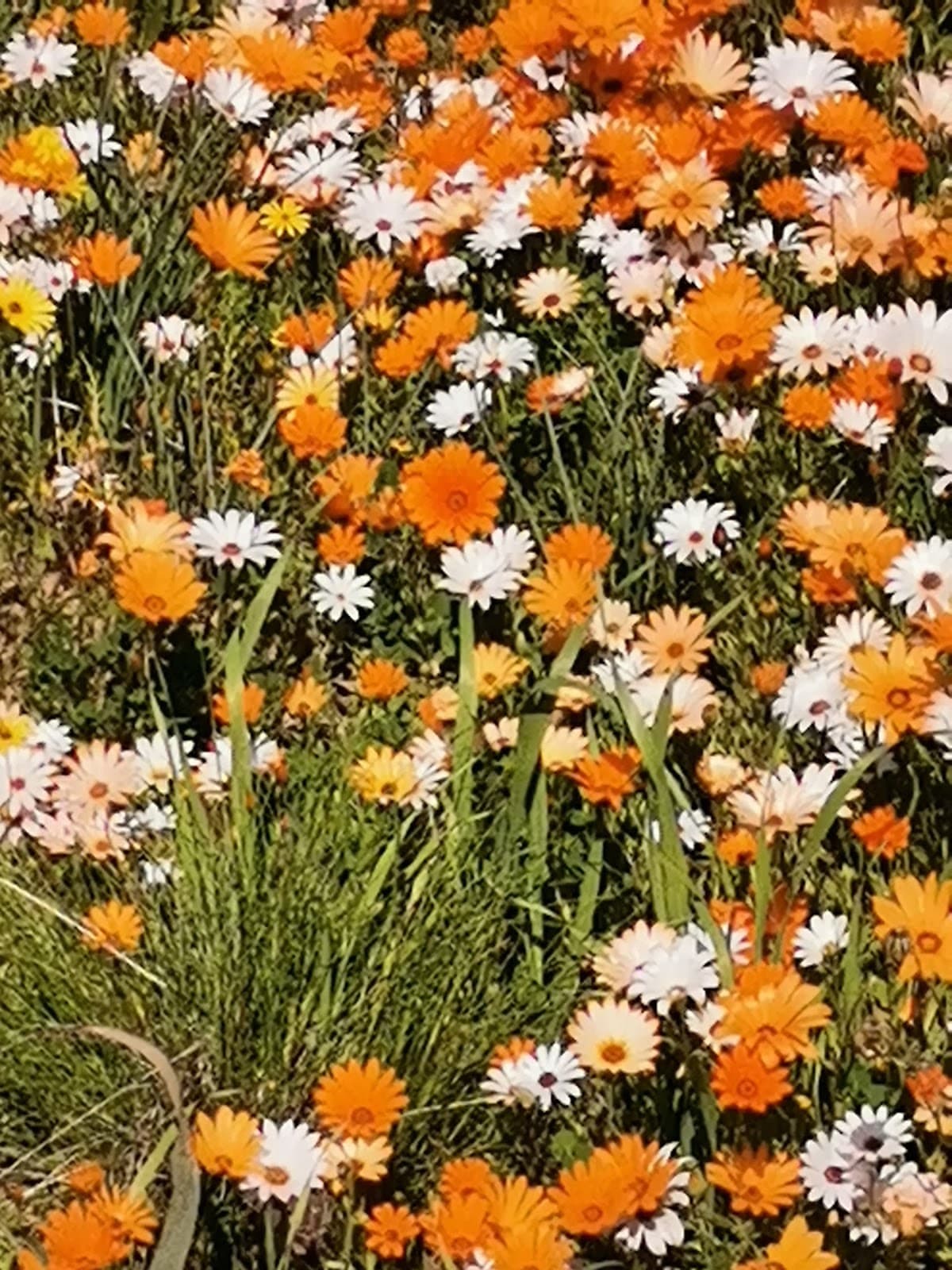 Quando Vineyards and Winery, Bonnievale, Western Cape