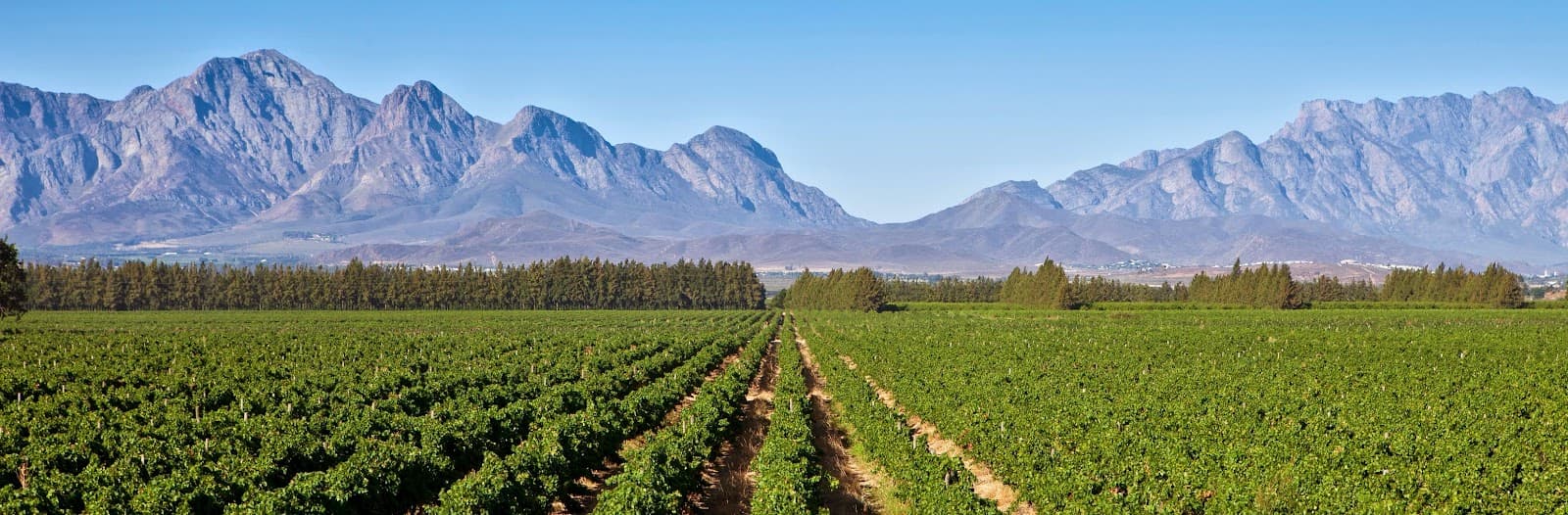Merwida Winery, Rawsonville, Western Cape