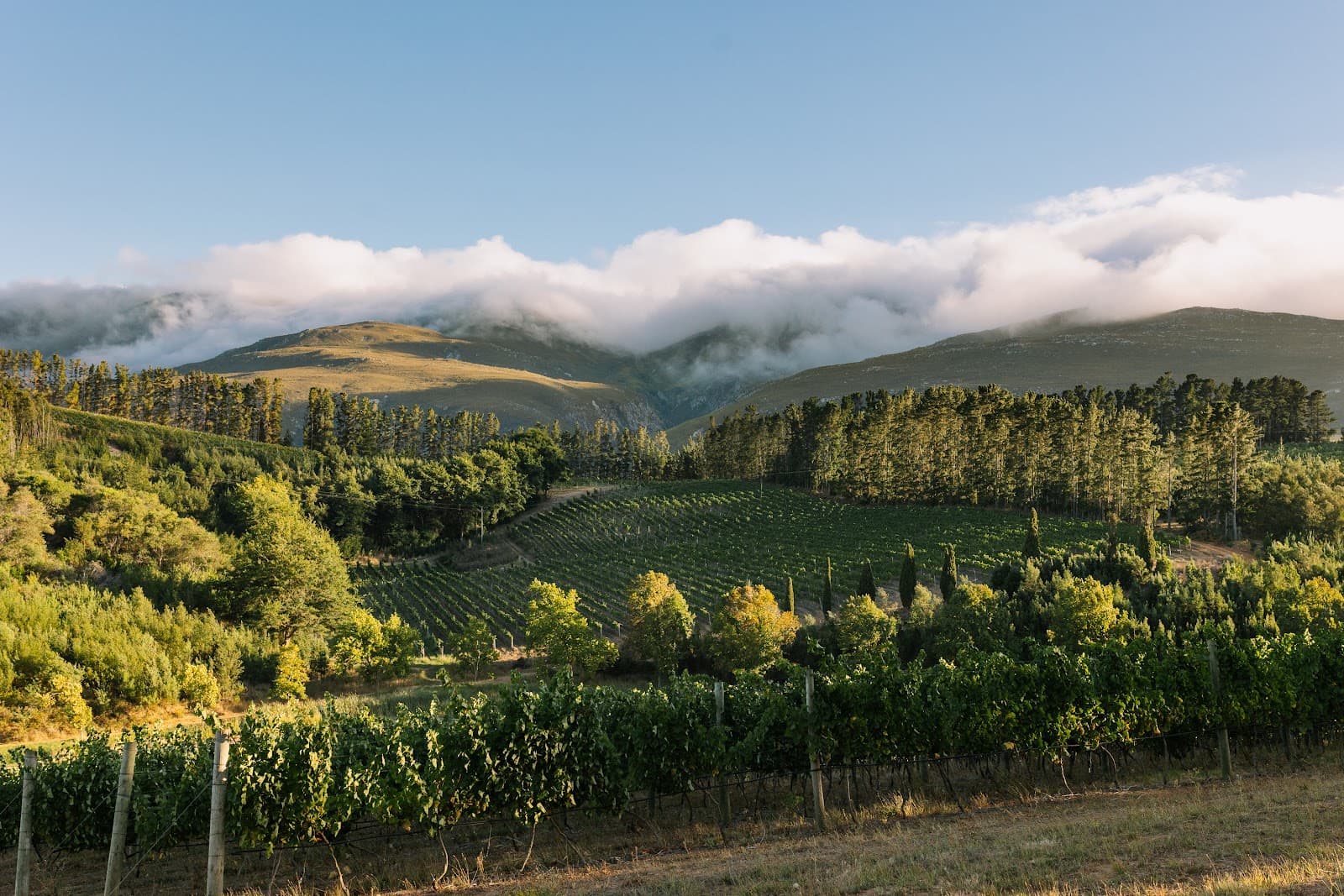 Paul Cluver Wines, Grabouw, Western Cape
